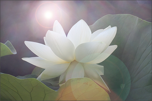 lotus flower6