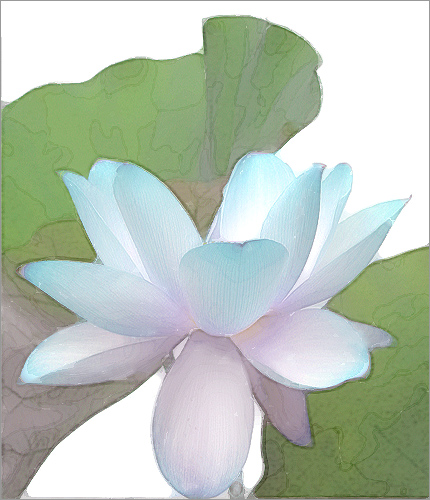 lotus flower8