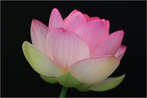 pink lotus20