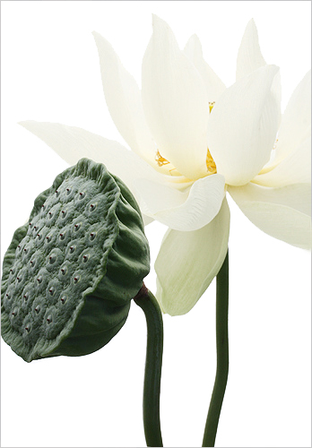 white lotus13