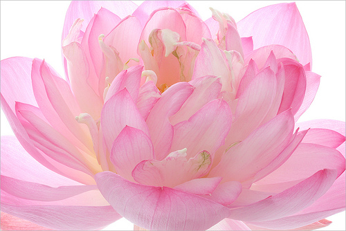 pink lotus21