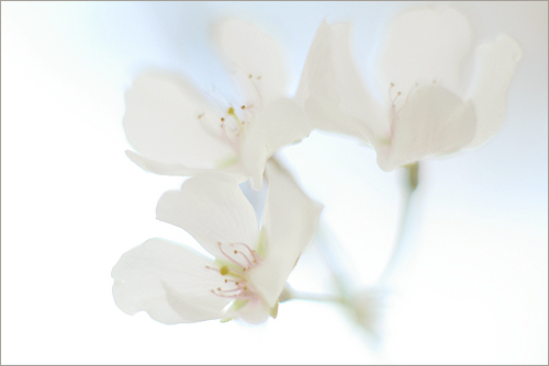 white cherry flowers