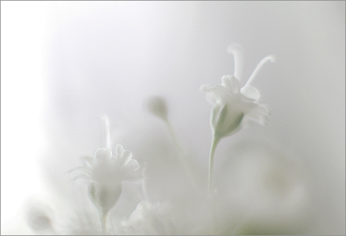 white flowers2