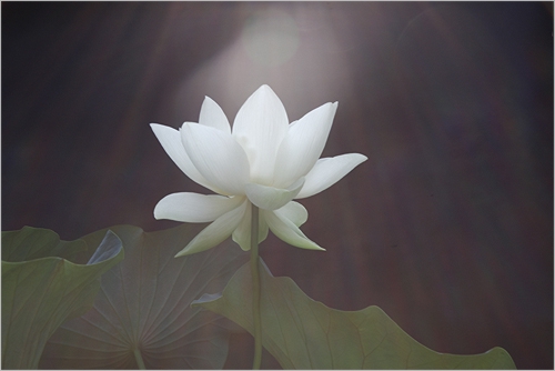 white lotus14
