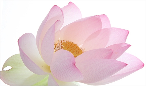 lotus flower10
