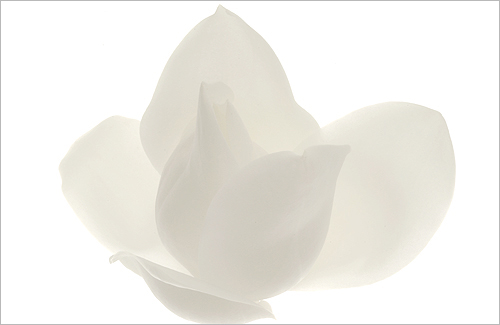 white lotus15