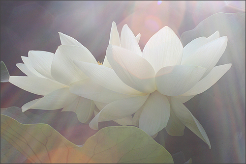 lotus flower14