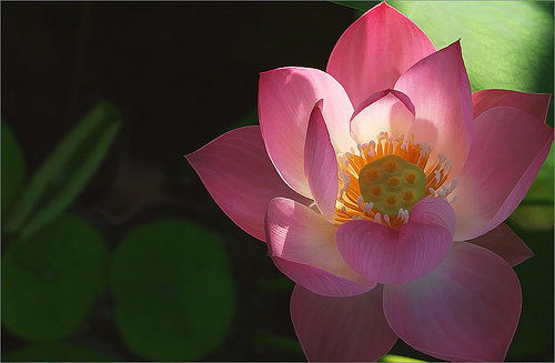 pink lotus24