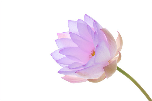 lotus4.jpg