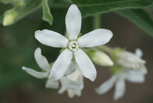 白い５弁の花