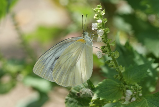 シソの花と紋白蝶