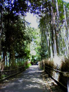 嵐山の竹林。