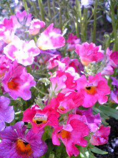 庭の花♪