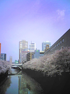 目黒川沿いの桜並木。