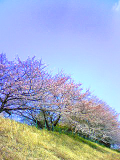 近所の桜…。