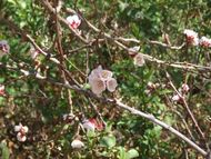 アプリコットの花は梅に似た香り