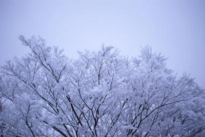 0802木の枝の雪02