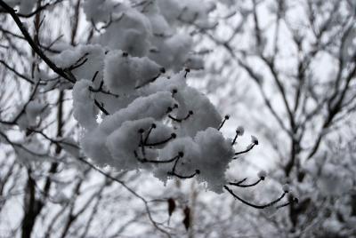 0802木の枝の雪04