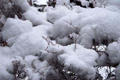 0802木の枝の雪03