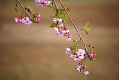 0804桜の種類03