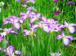 紫と白のバランスが絶妙の花菖蒲