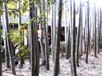 竹の間から客室を垣間見る