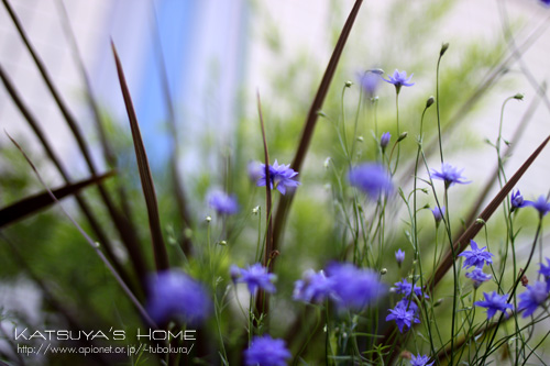 青花と銅葉