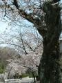 御幸山の桜2009_02