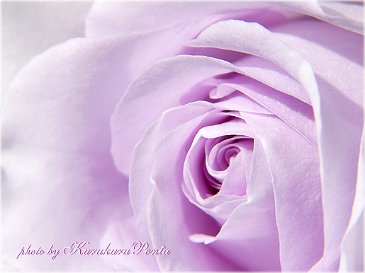 新着紫色 薔薇 花 言葉 最高の花の画像