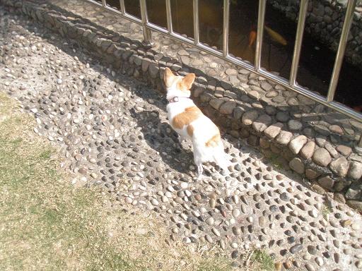 池を見る犬。