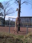 埼玉県立こども動物自然公園　キリン