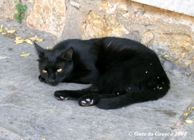 ローマ時代のアゴラの黒猫１