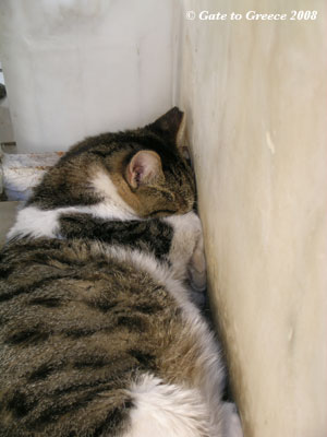 プラカで寝る猫２