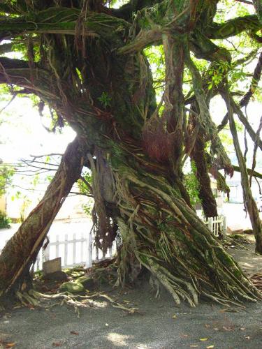 hiroの部屋　ツーリング　野島神社　アコウの木