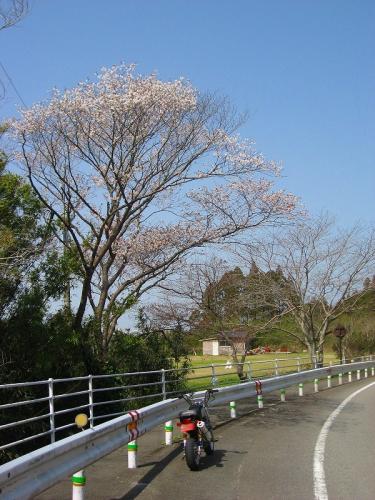 hiroの部屋　堀切峠の山桜