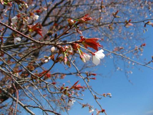 hiroの部屋　大坪の一本桜