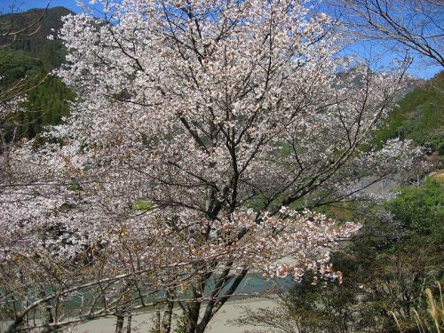 hiroの部屋　米良街道（国道219号線）山桜