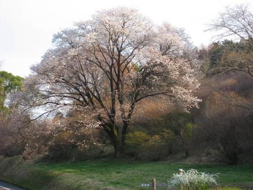 hiroの部屋　西都原公園　山桜