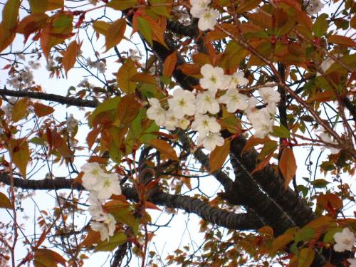 hiroの部屋　山桜