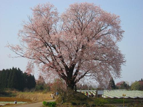 hiroの部屋　大坪の一本桜