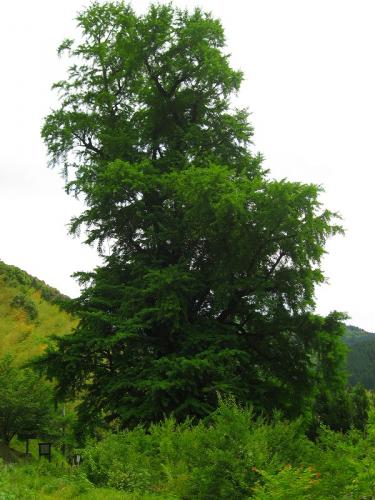 hiroの部屋　去川のイチョウ　新緑の巨樹