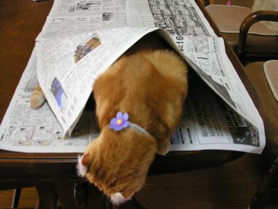 新聞好き！