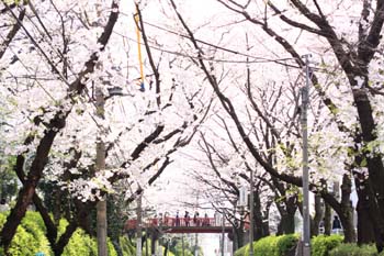 桜坂 桜吹雪
