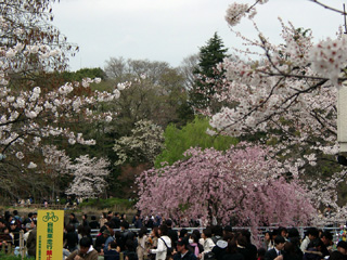 人気桜