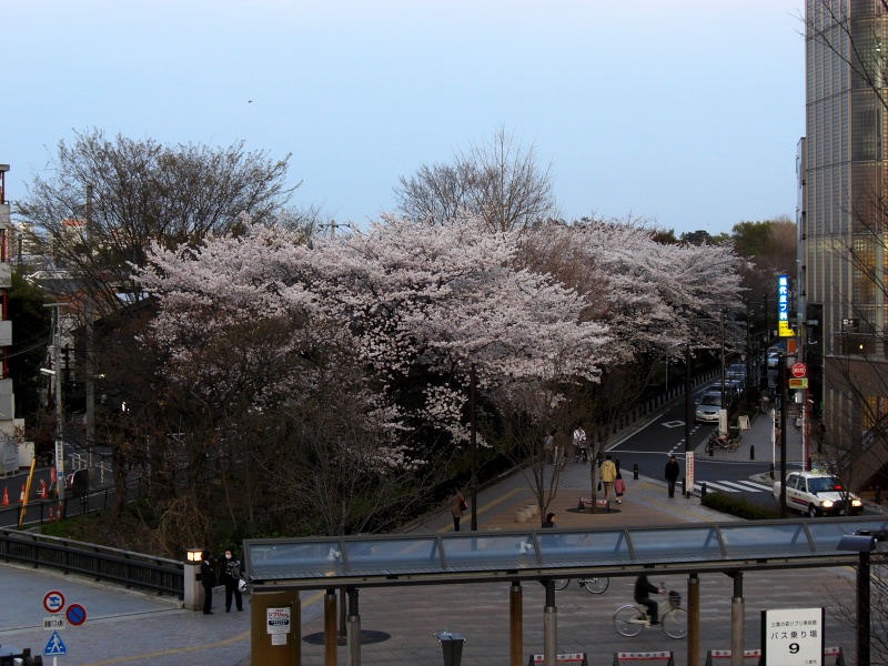 風の散歩道の桜