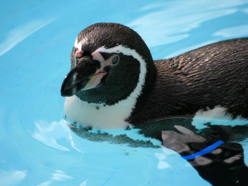 ペンギン泳