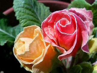 プリムラ・バラ咲き「みやび」