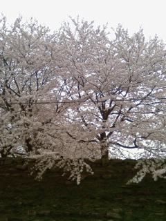 滋賀大の桜
