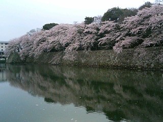 彦根城・お堀に映る桜