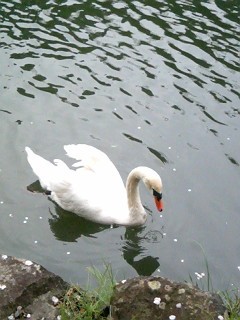 彦根城・お堀の白い鳥